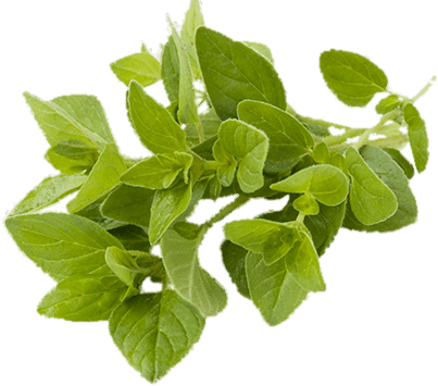 Oregano - Amazing Facts On Leaves (403x355), Png Download