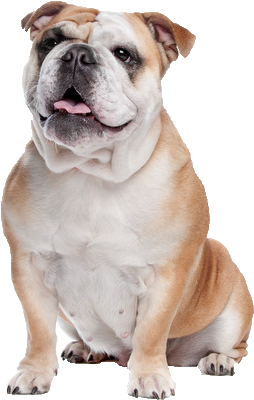 Bull Dog Png - English Bulldog Dog Png (365x548), Png Download