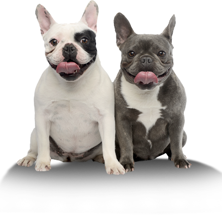 French Bulldog Png (446x432), Png Download