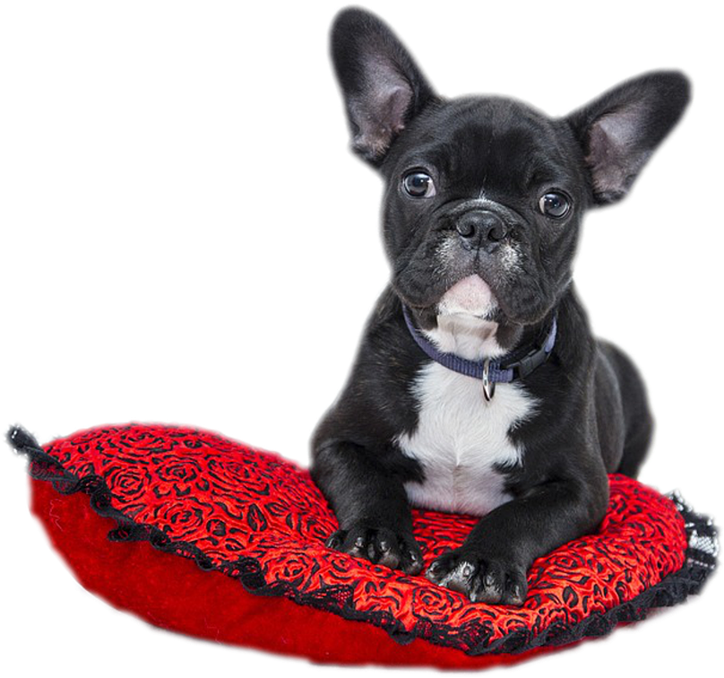 Cropped Bulldog 1941428 1280 - Cute Dog On Heart Cushion Note Cards (1280x869), Png Download