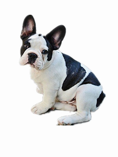 Bulldog Png Transparent Image - Black N White Dog (400x533), Png Download