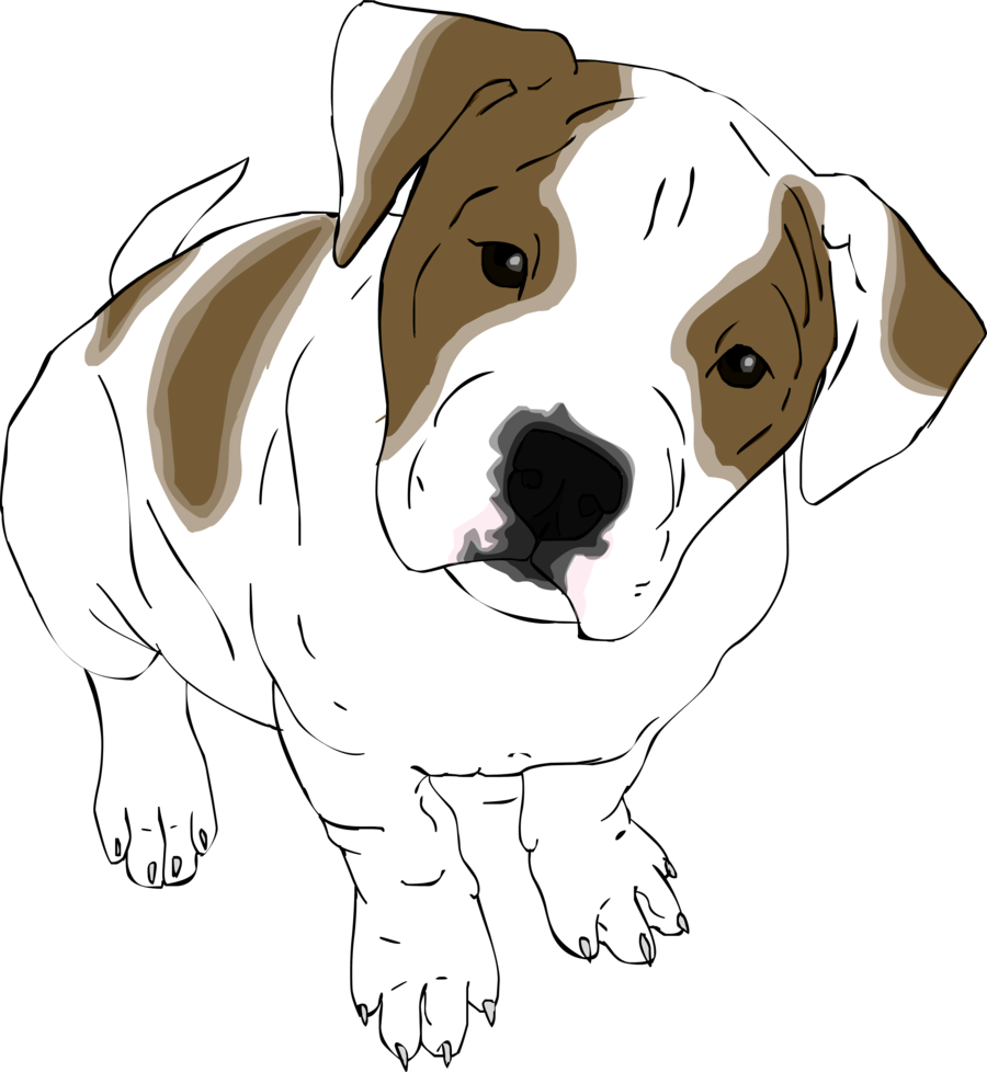 Drawn Bulldog American Bulldog - Draw A American Bulldog Puppy (900x978), Png Download