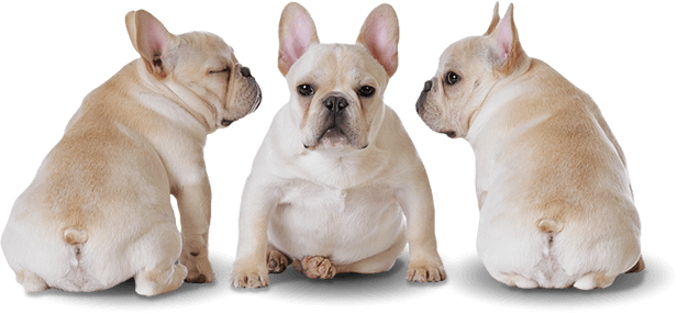 Order Your Puppy Edmonton Alberta Canada - French Bulldog Puppy Png (616x285), Png Download