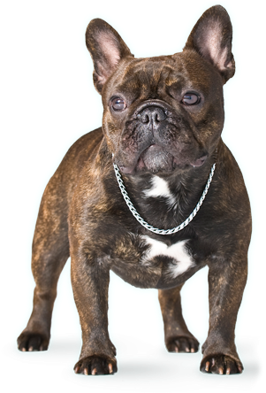 About Us - French Bulldog Png (350x459), Png Download