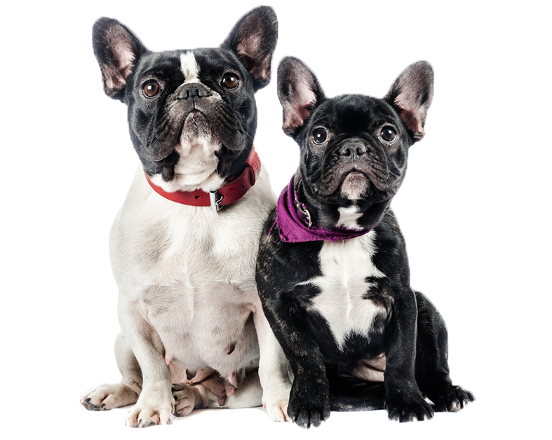 Bulldog Frances Macho Y Hembra - Diferencia Entre Macho Y Hembra Bulldog Frances (786x710), Png Download