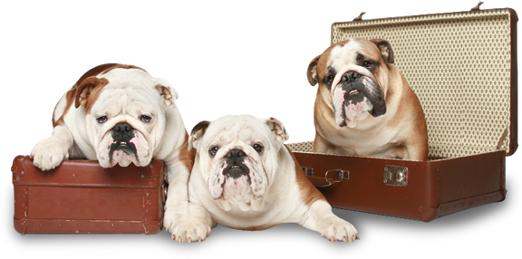 English Bulldog, High Quality Images - English Bulldogs Png (576x286), Png Download