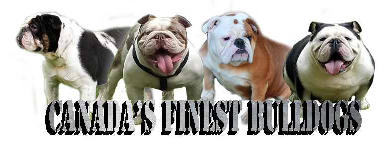 We Took Our Time To Select Some Of The Finest Bloodlines - Bulldog (850x315), Png Download