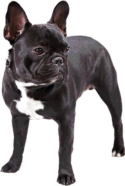 Photo Of French Bulldog - Black French Bulldog Png (1170x780), Png Download