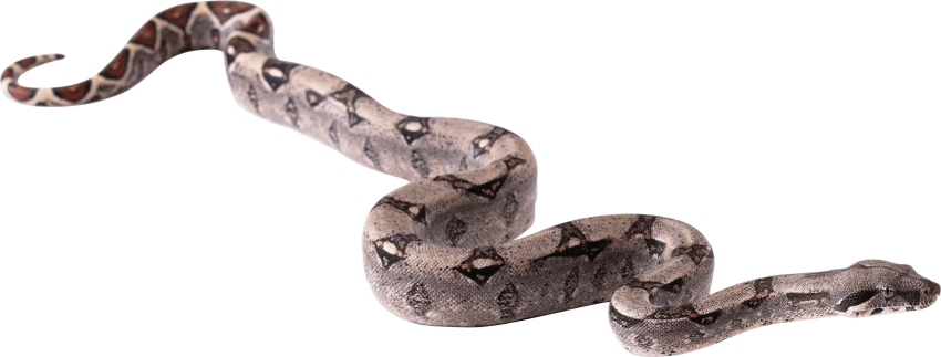 Free Png Snake Png Pics Png Images Transparent - Snake Png Hd (850x323), Png Download