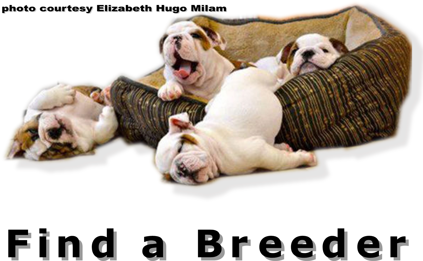 Bulldog Club Of America National Specialty Show Full - Funny New Years Resolution Animal (1800x1289), Png Download