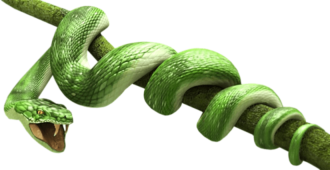 Green Snake - Snake Png (659x340), Png Download