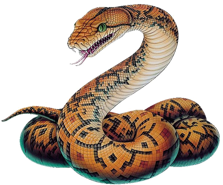 Download Transparent Snake Png Image Python Snake Drawing PNGkit
