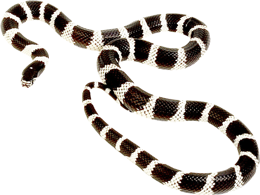 Free Png Snake Png Png Images Transparent - Snake Overlay (850x687), Png Download