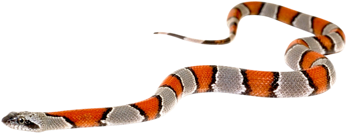 Free Png Snake Png Images Transparent - Snake With Out Back Ground (850x474), Png Download