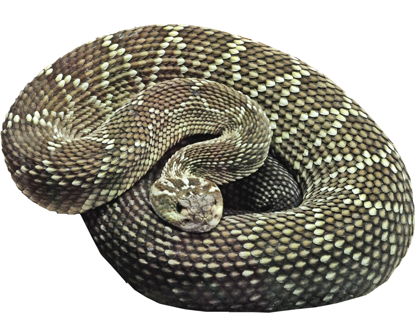 Snake Background Png - Snake Curled Up Transparent (1600x1114), Png Download