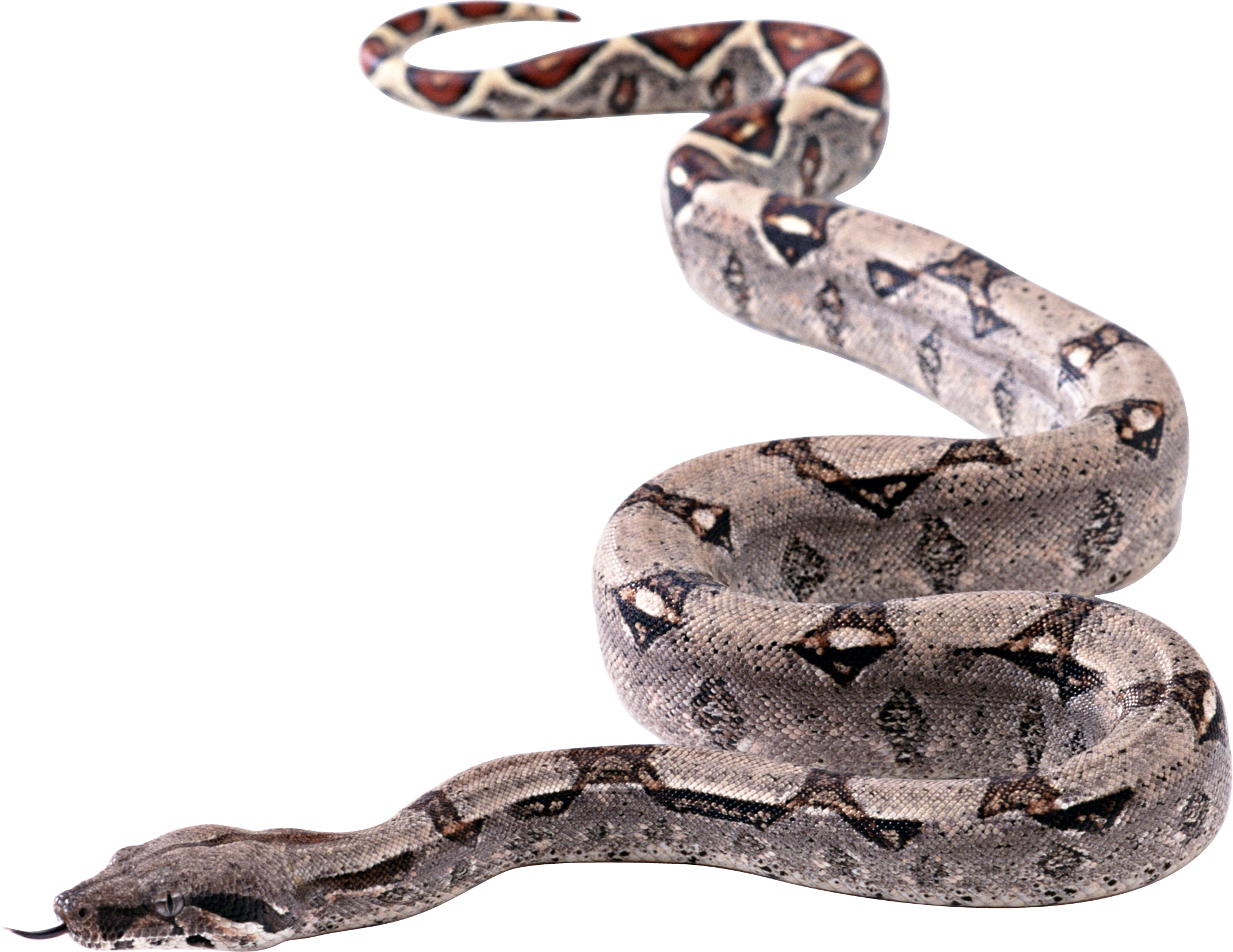 Snake Transparent (2096x1618), Png Download