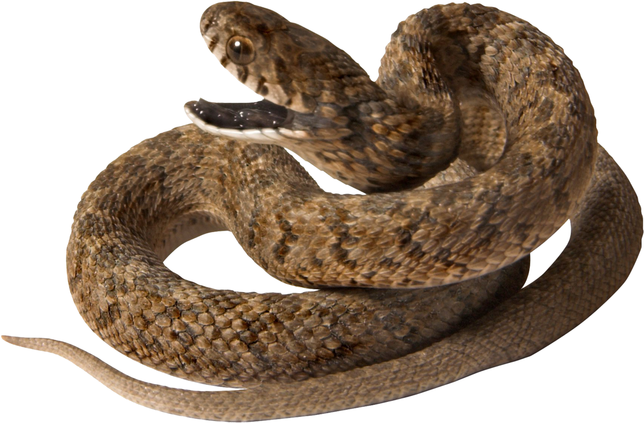 Download Snake Png Transparent Images Transparent Backgrounds - Viper Snake Png (1400x1076), Png Download