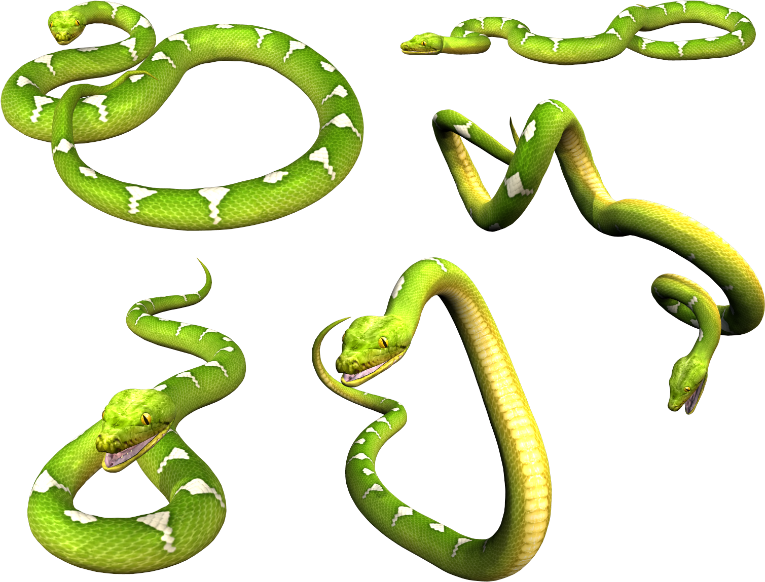 Snake Png - Green Snake Png (1667x1289), Png Download