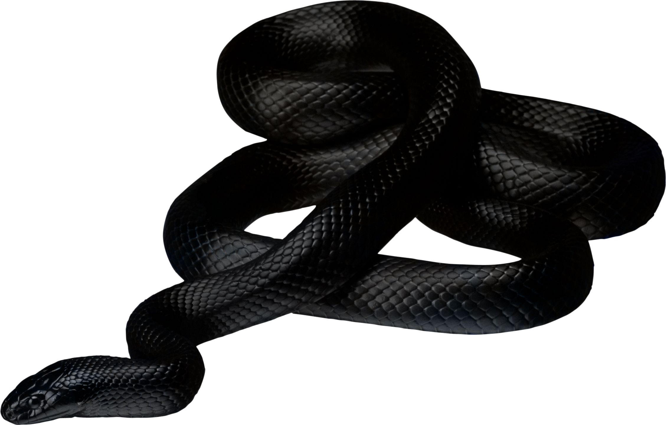 Black Snake Png (2257x1441), Png Download