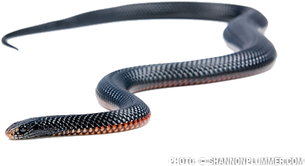Black Snake Png File - Red Belly Black Snake Png (500x282), Png Download