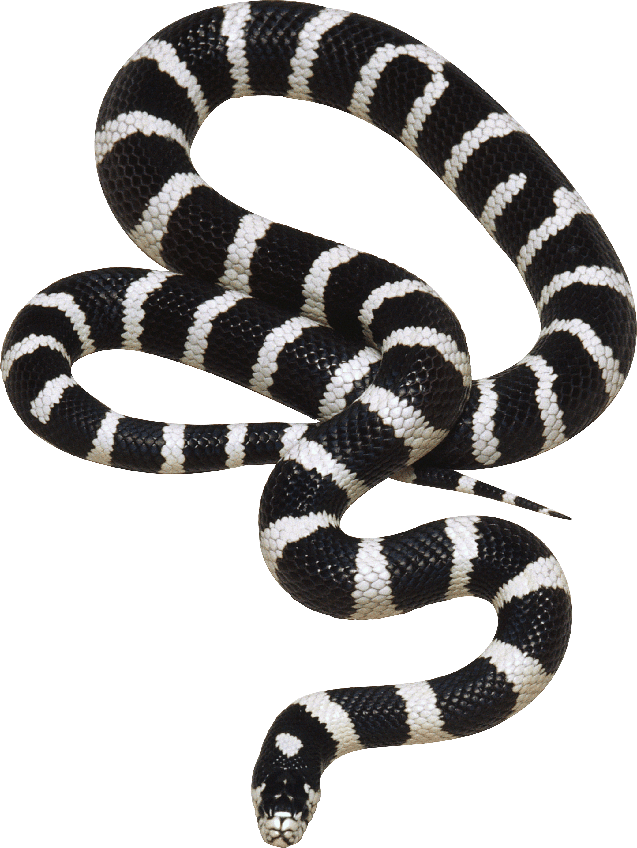 Black And White Snake Png Image - Rắn Đen Sọc Trắng (2081x2768), Png Download