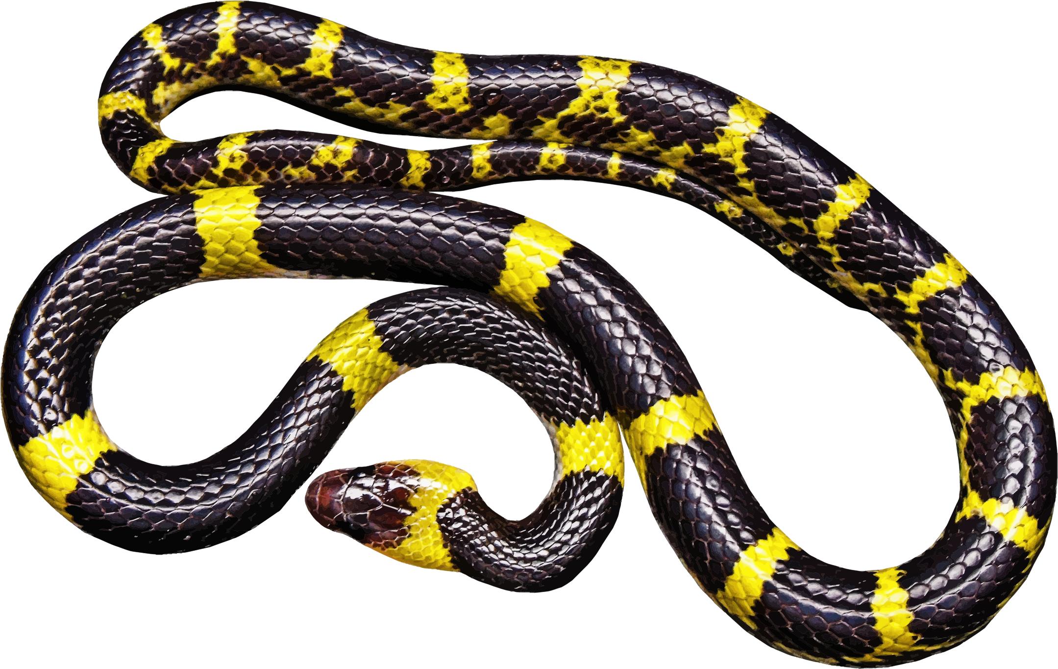 This Free Icons Png Design Of Yellow And Black Snake (2159x1364), Png Download