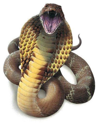 Snake Png High-quality Image - King Cobra Snake Png (406x500), Png Download