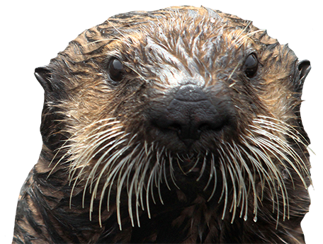 Thank You - Transparent Otter (500x350), Png Download