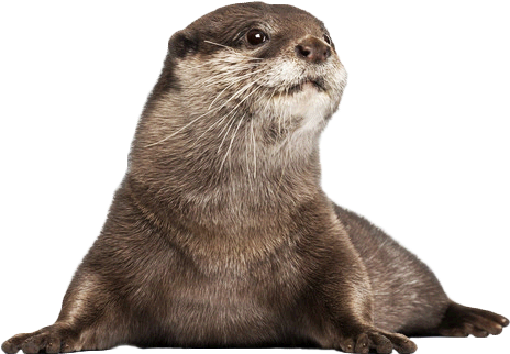 Baby-otter - Otter Png (536x373), Png Download