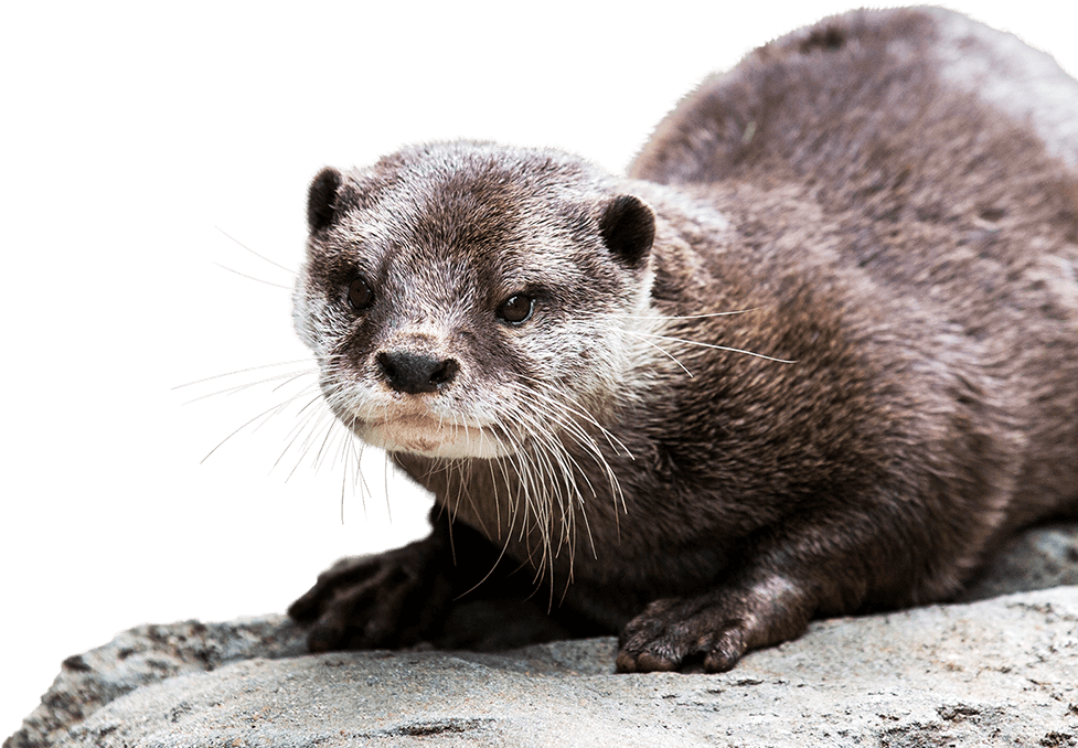 Otter Background Png - Asian Small Clawed Otter Png (977x690), Png Download