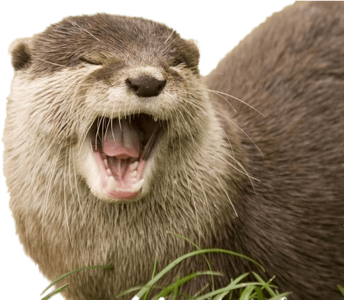 Yawning Otter Transparent Png - Otter Transparent (638x424), Png Download