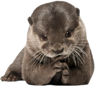 Jpg Freeuse Download Submission Requests - Custom Characteristic ( Animals Mammals Otter Fur Predator (400x400), Png Download