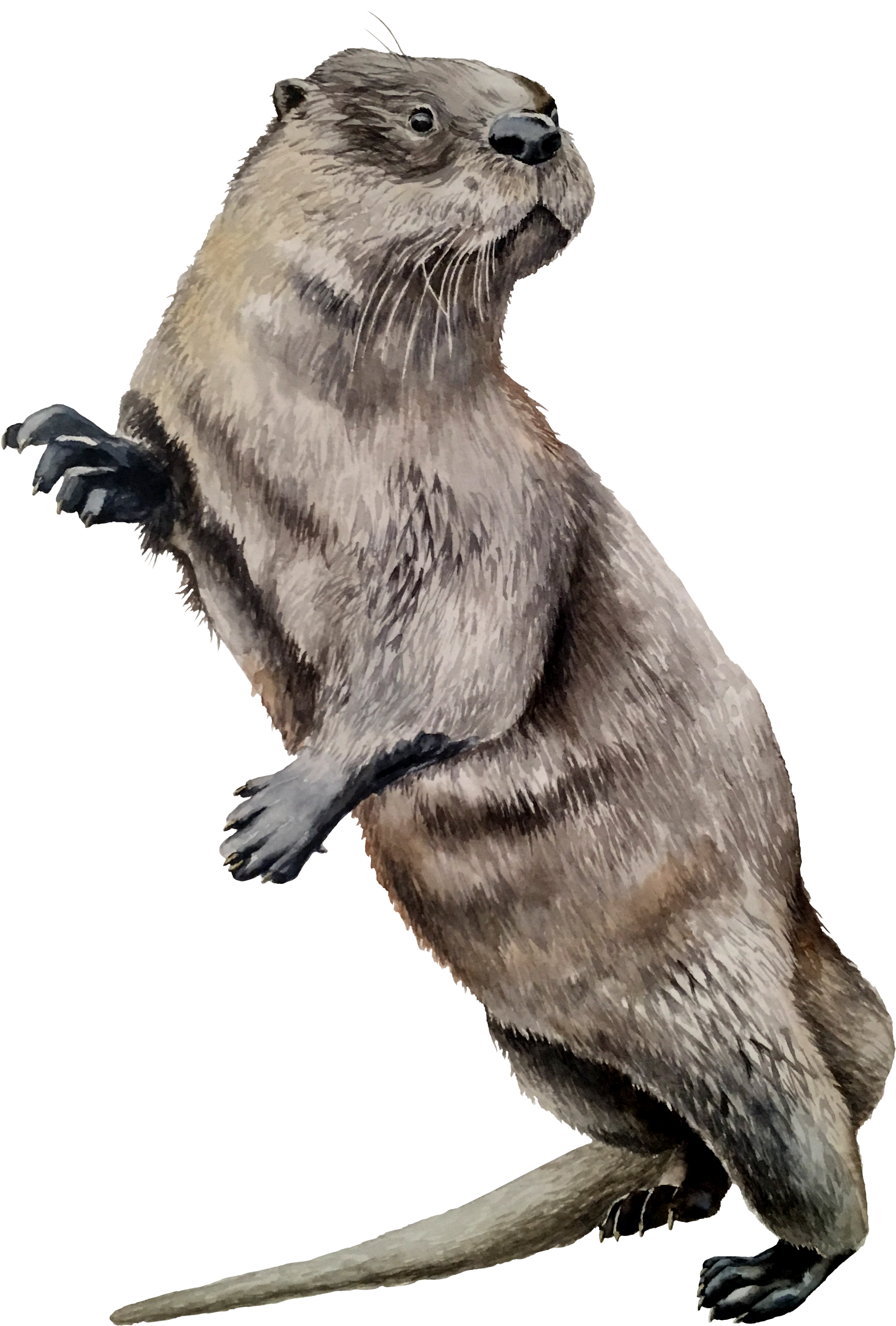 North American River Otter (2412x3396), Png Download