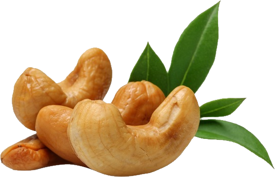 Cashew Nut Png - Cashew Nuts Icon Png (556x358), Png Download