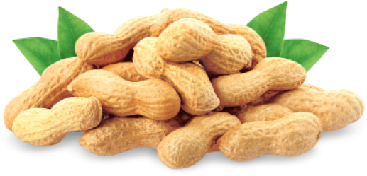 Pagoda Malaysia - Cold Pressed Groundnut Oil (495x400), Png Download