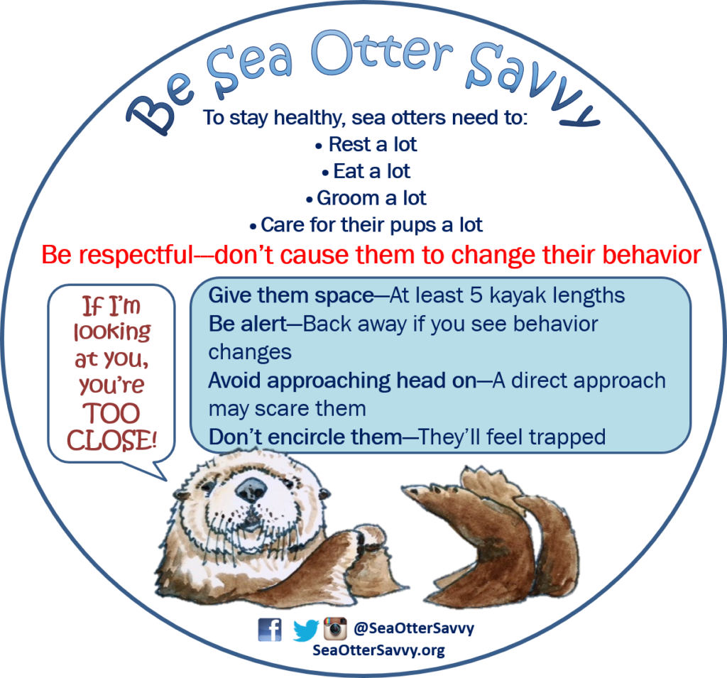 Sea Otter Savvy (1024x955), Png Download