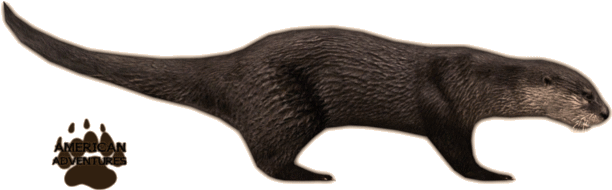 Svg Black And White Stock North American River Jimmyzhoopz - River Otter Png (640x640), Png Download