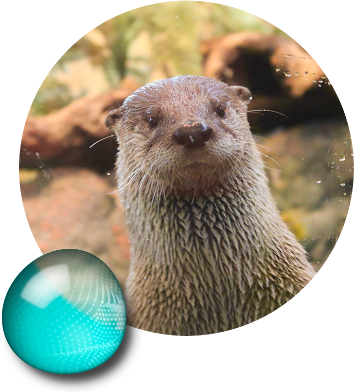 Mongoose Clipart River Otter - Aquarium Of The Bay (766x807), Png Download