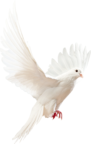 Angel Doves (305x481), Png Download