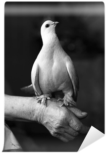 Beyaz Güvercin Duvar Kağıtları (400x400), Png Download