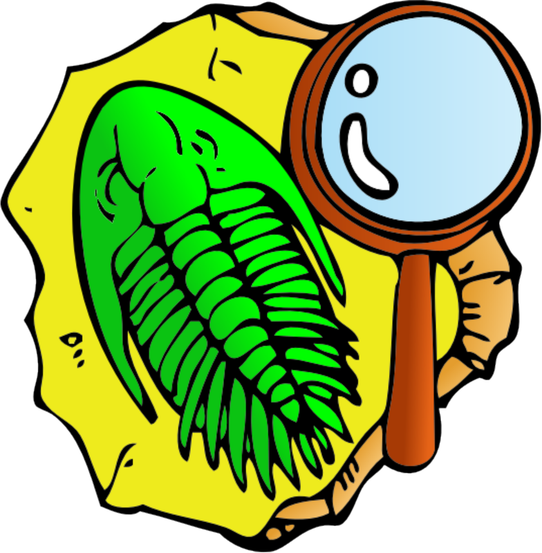 Tags - - Fossils Clipart Png (784x800), Png Download