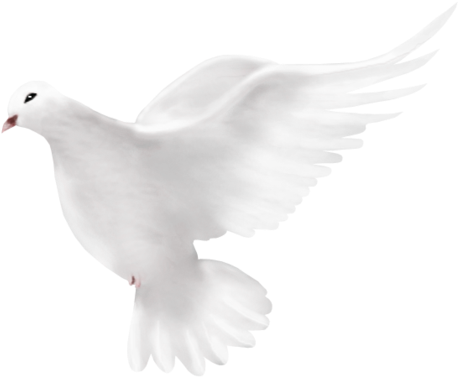 Dove Png Transparent Background - Home (600x423), Png Download