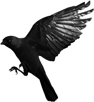 Raven Flying Transparent Png Png Images - Crow Flying Transparent Background (400x386), Png Download