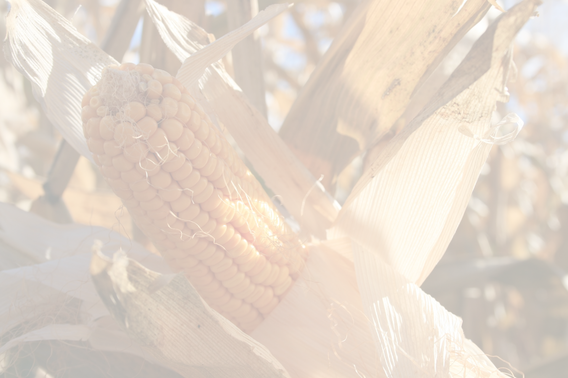 Corn (1920x1280), Png Download