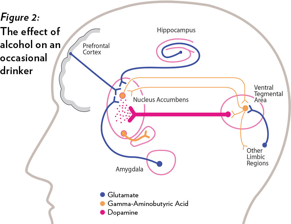 Balancing Act In The Brain (1000x745), Png Download