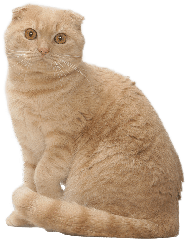 Scottish Fold (800x800), Png Download
