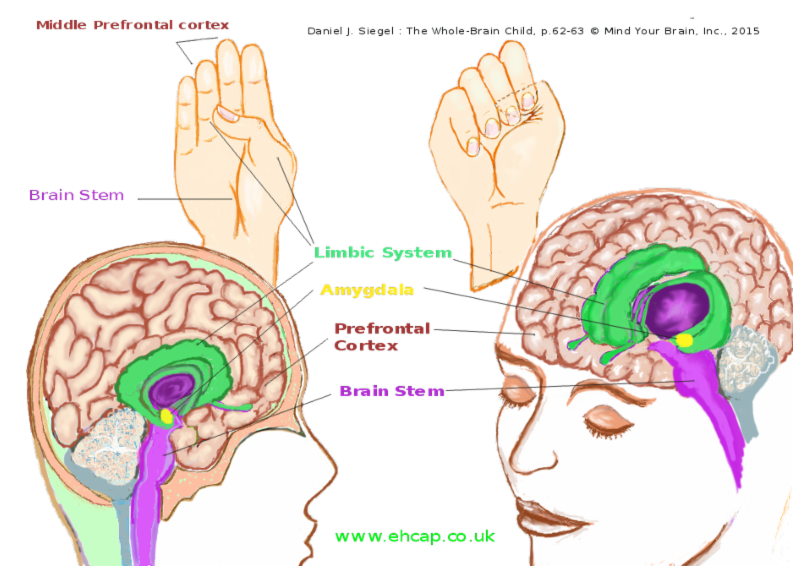 Take A Look At Downloadable Emotion Resources For Using (800x568), Png Download