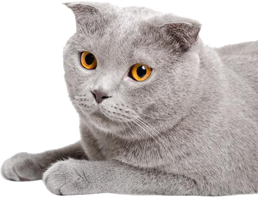 Chartreux Straight Munchkin Cat (631x614), Png Download