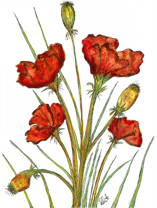 Colour Fine Art Print (700x700), Png Download