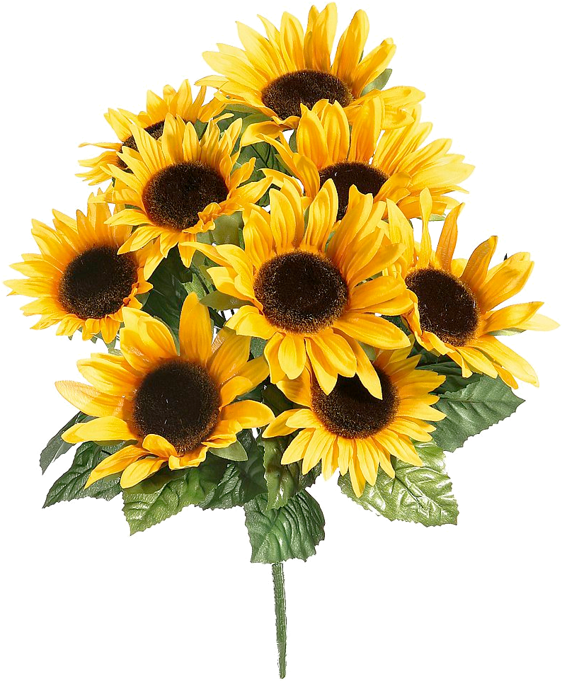 Girasoles (1000x1000), Png Download